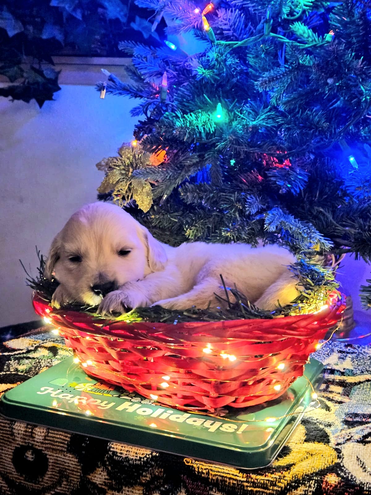 Third photo of Angel, a cute Golden Retriever puppy.